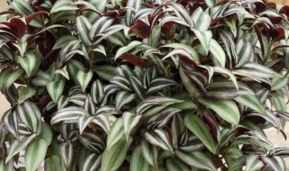 吊竹梅要怎么养才好 吊竹梅好养吗