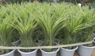 金边吊兰怎么养才能更旺盛（金边吊兰怎么养才能更旺盛视频）