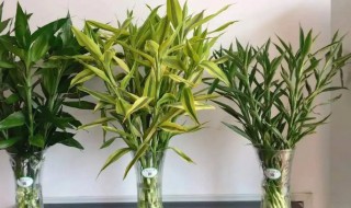 土养富贵竹养几根才最好(富贵竹土养几根才最好 吉利)