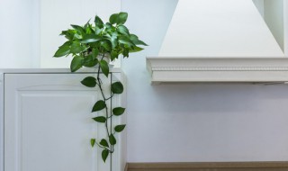 怎么养好文竹(怎么养好文竹花视频教程)