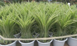 吊兰怎么养才旺盛（吊兰怎么养才能更旺盛用什么肥料）