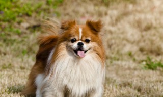 养狗家里臭味怎么去除 家里养狗狗如何除臭