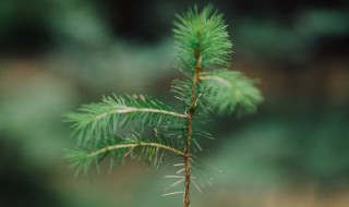 为什么卷柏有九死还魂的本领（卷柏有一个特殊的本领）