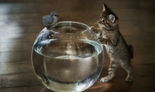 动物是不是都要咬死猎物（为什么动物咬了）