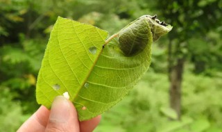 为什么人被蚂蟥咬后会流血不止(被蚂蟥咬了之后的症状)