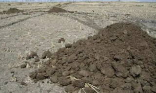 为什么不能施未腐熟肥料（未经沤熟的肥料给花施肥）