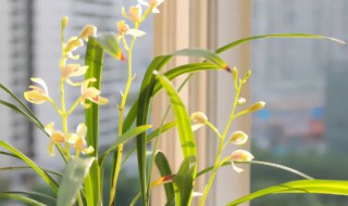 兰花为什么易烂根 兰花怎么会烂根