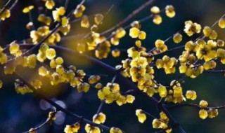 蜡梅为什么落蕾(蜡梅什么时候下种)