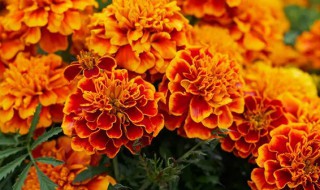 金盏菊为什么提前衰老 金盏菊副作用