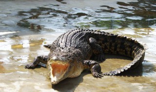 为什么说鳄是最高等的爬行动物 为什么说鳄鱼是最高级的爬行动物