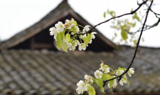 清明节句子 清明节句子13字?