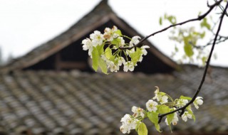 清明节心情不好说说（元宵节心情不好的说说）