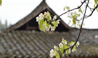 清明节心情不好的说说（清明节的心情不好的说说）