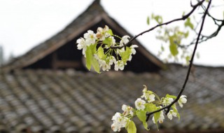 清明节朋友圈文案（清明节朋友圈文案简短）