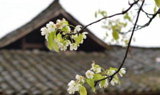 清明节短句祝福 清明节短句祝福语