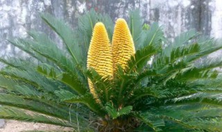 铁树一般在几月开花啊 铁树什么时候能开花啊