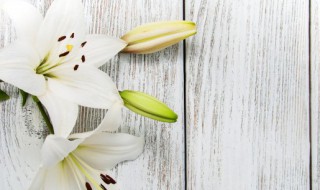 秋天开哪些花 秋天开哪些花的名字