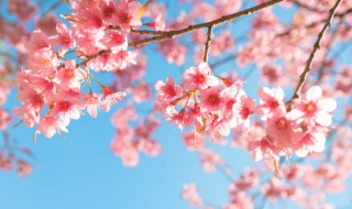 秋天里开放哪些花 秋天里开放的花还有什么