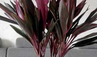 紫富贵竹怎么养殖方法（富贵竹紫竹怎么养）