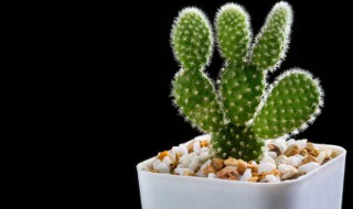 盆栽仙人掌的养殖方法(盆栽仙人掌的养殖方法和注意事项)