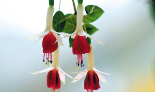 盆栽灯笼花的养殖方法 盆栽灯笼花的养殖方法和注意事项