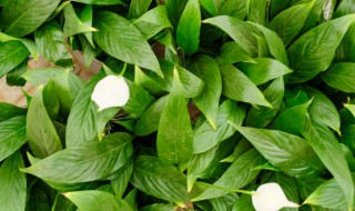 水培白鹤芋的养殖方法（白鹤芋用水的养殖方法）