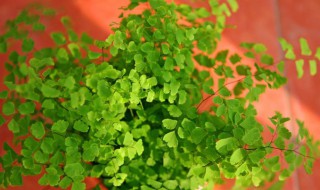 水培铁线蕨的养殖方法 水培铁线蕨有什么好处