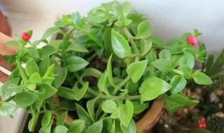 三七盆栽的种植方法(花盆三七的种植方法)