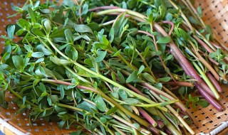 长寿草的养殖方法(长寿草种植基地)