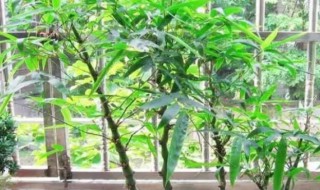 紫竹盆栽养殖方法（紫竹 盆栽）