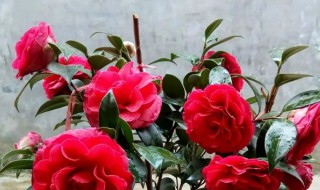 四季山茶花的养殖方法(四季山茶花的养殖和注意事项)