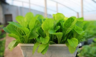 盆栽生菜种植方法 盆栽生菜种植方法和时间