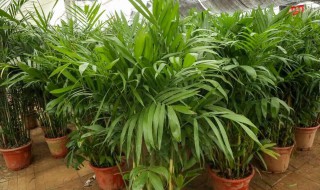 夏威夷怎么养殖方法 夏威夷怎么养殖方法夏