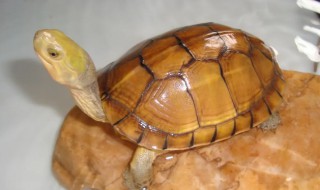 金钱龟室内养殖方法（金钱龟的养殖方法）