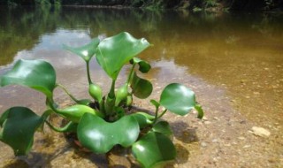 水葫芦怎么养殖方法（水葫芦怎么栽培）