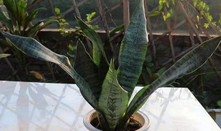 青叶虎皮兰养殖方法（虎皮兰叶片繁殖）