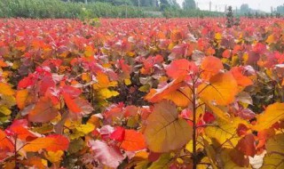 红杨的养殖方法（植物红杨怎么养）