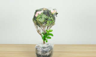 杜鹃花什么时候换盆 杜鹃花什么时候换盆最好?用什么植料最好?