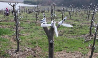 梨树可以嫁接山楂吗 山梨树能嫁接什么果树