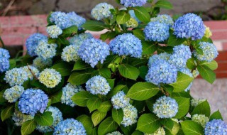 绣球花耐寒吗（花手鞠绣球花耐寒吗）