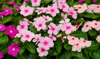 长春花什么时候换盆(长春花换盆注意事项)