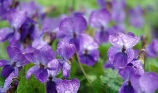 紫罗兰有什么寓意 紫罗兰有啥寓意