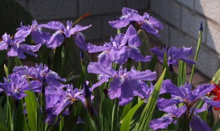 鸢尾花如何种植 鸢尾花怎么种植