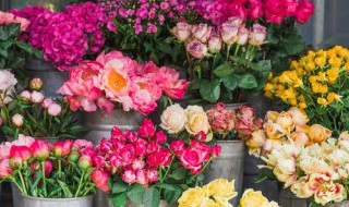 荷花菊花梅花迎春花怎么排列 荷花菊花梅花迎春花排列顺序