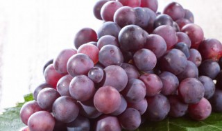 酿制葡萄酒需要洗葡萄吗（酿葡萄酒要不要洗）