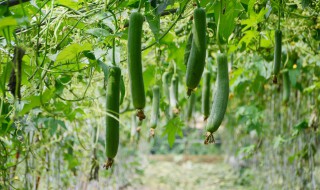 丝瓜种子催芽常温多少时间（丝瓜浸种催芽时间）