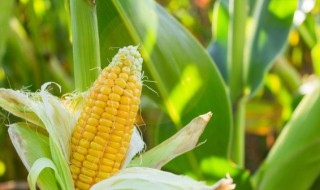 玉米快速催芽方法 玉米种子快速催芽方法