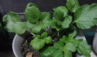 花毛茛的催芽方法（花毛茛催芽方法(种子、种球）