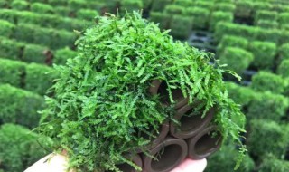 苔藓用什么肥（苔藓用什么肥料好）