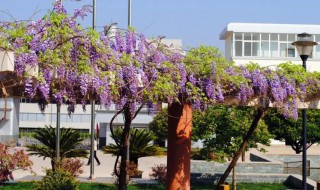 紫藤树怎么种植（怎样种植紫藤树）